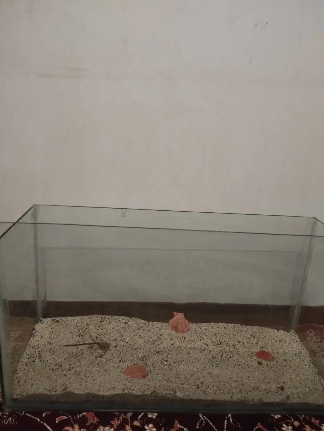 آکواریوم ماهی|ماهی|میاندوآب, |دیوار