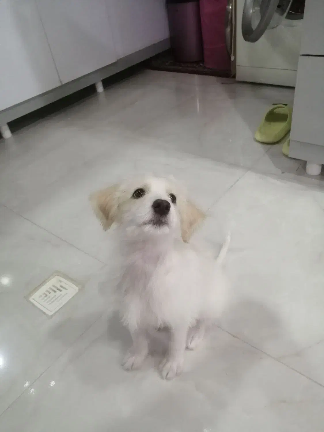 شیتزواشپیتز|سگ|مراغه, |دیوار