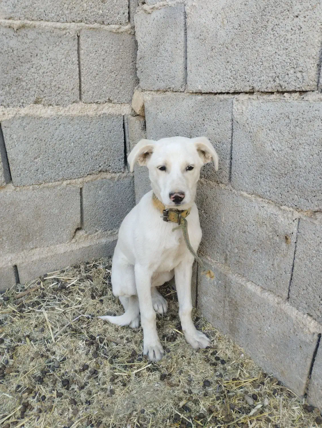 سگ سفید پاکوتاه|سگ|طبس, |دیوار