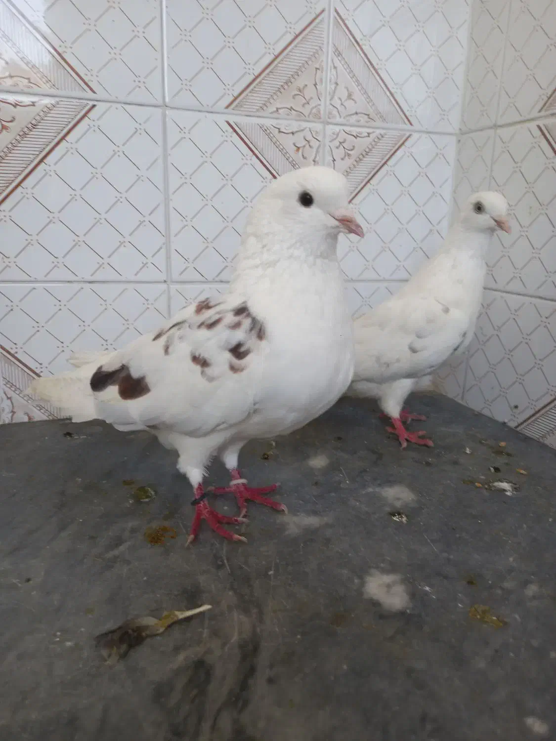 دلیل‌اگهیم‌کمبودجاس‌مستعجریم‌بیشترشون‌دونه‌۳۰۰‌|پرنده|بابل, |دیوار