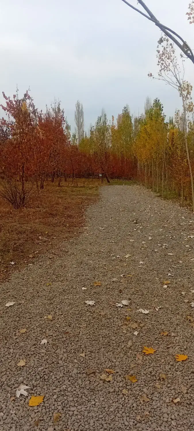 باغ گیلاس تکدانه تپه باشی|فروش زمین و ملک کلنگی|فیرورق, |دیوار