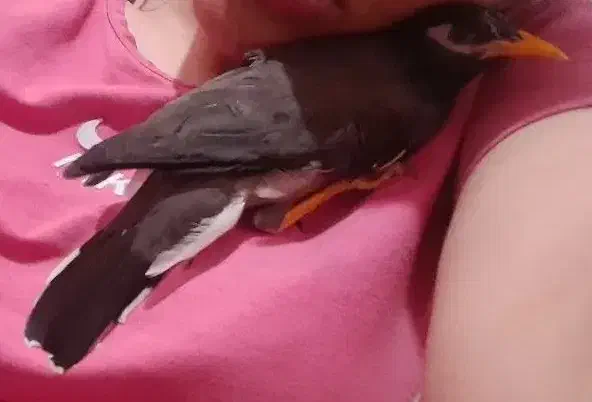 جوجه مینا نر رام و چلوندنی|پرنده|تهران, کیانشهر|دیوار