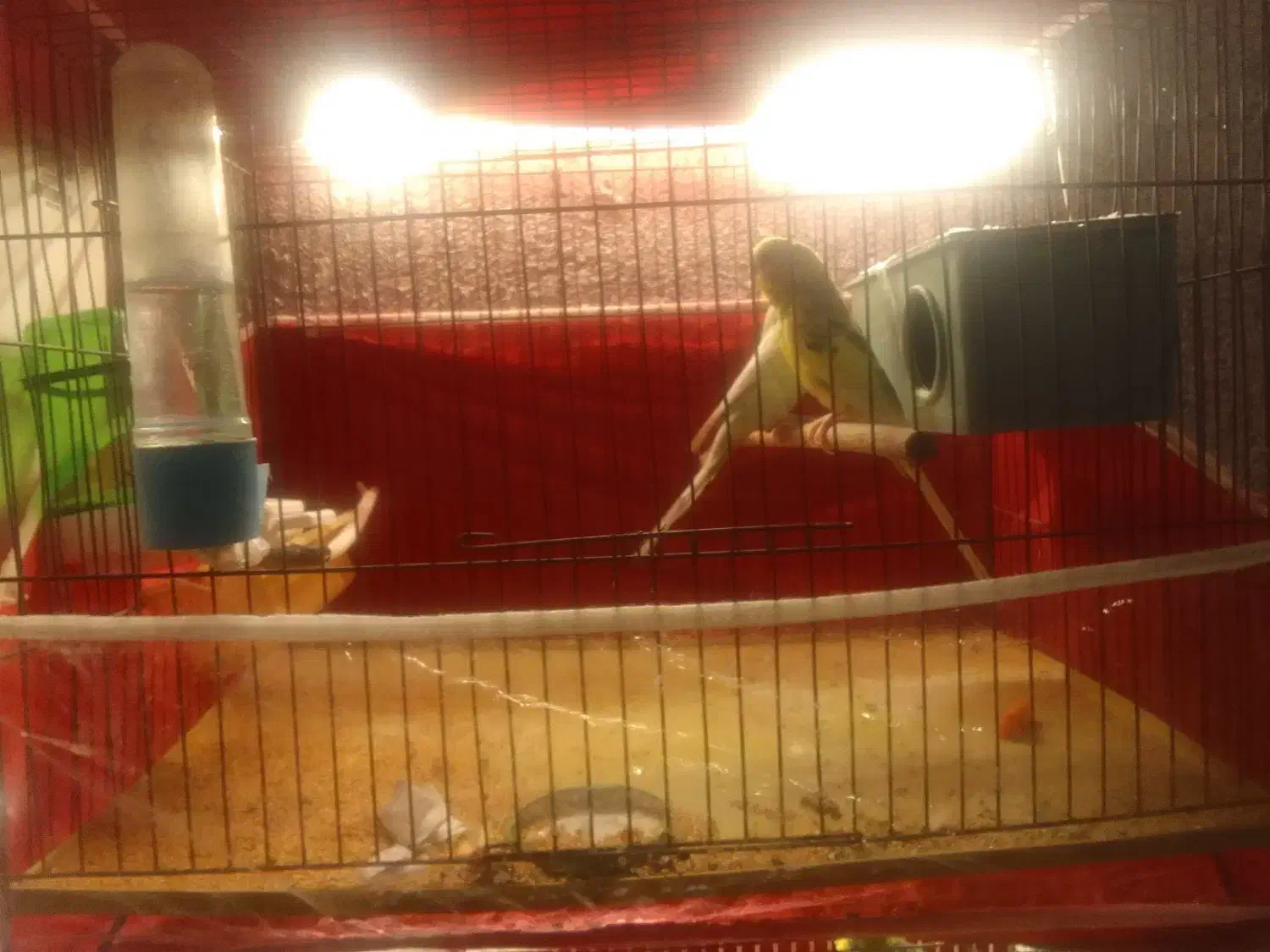 مرغ عشق|پرنده|اردبیل, |دیوار