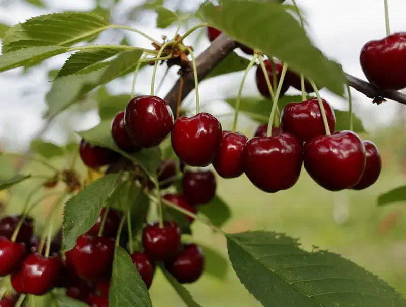 میوه و گردوهای درشت و پربار نهالستان پالیز|خدمات باغبانی و درختکاری|بیرجند, |دیوار