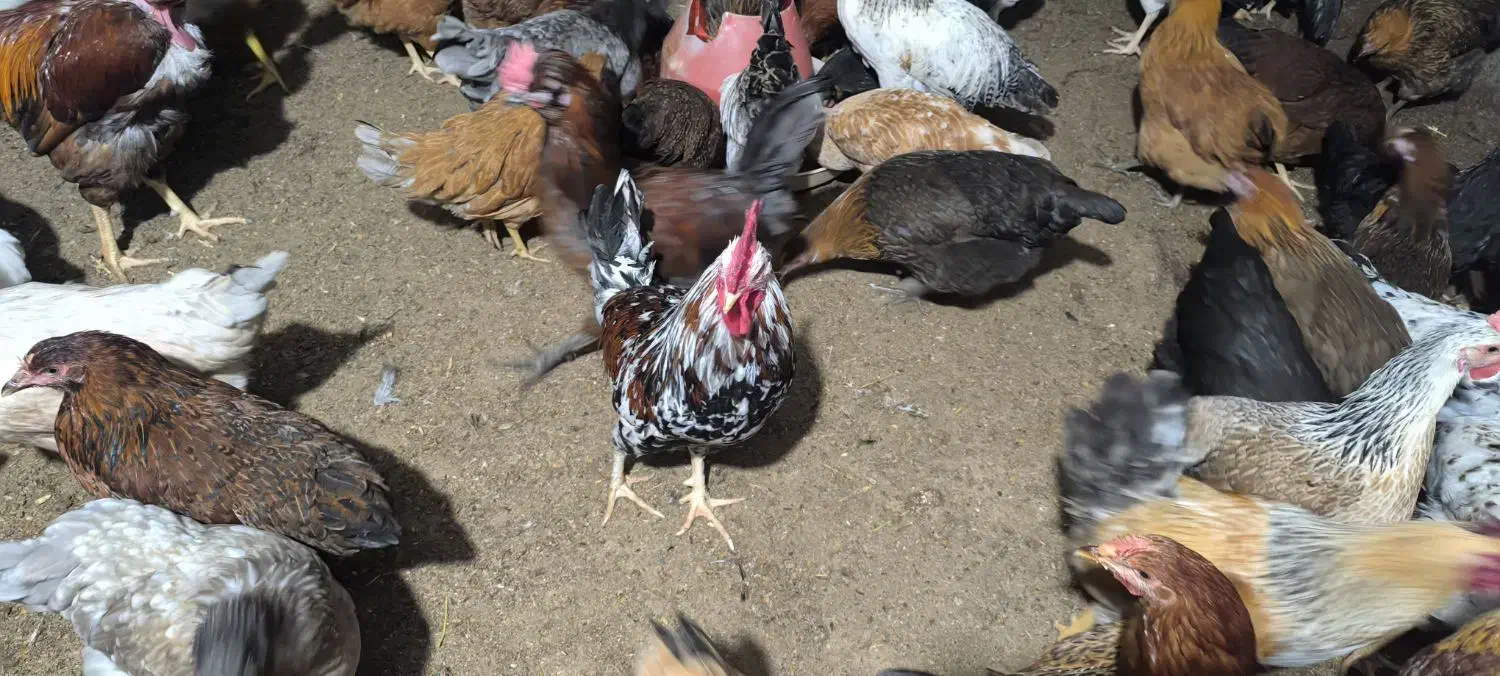 خروس|حیوانات مزرعه|یاسوج, |دیوار