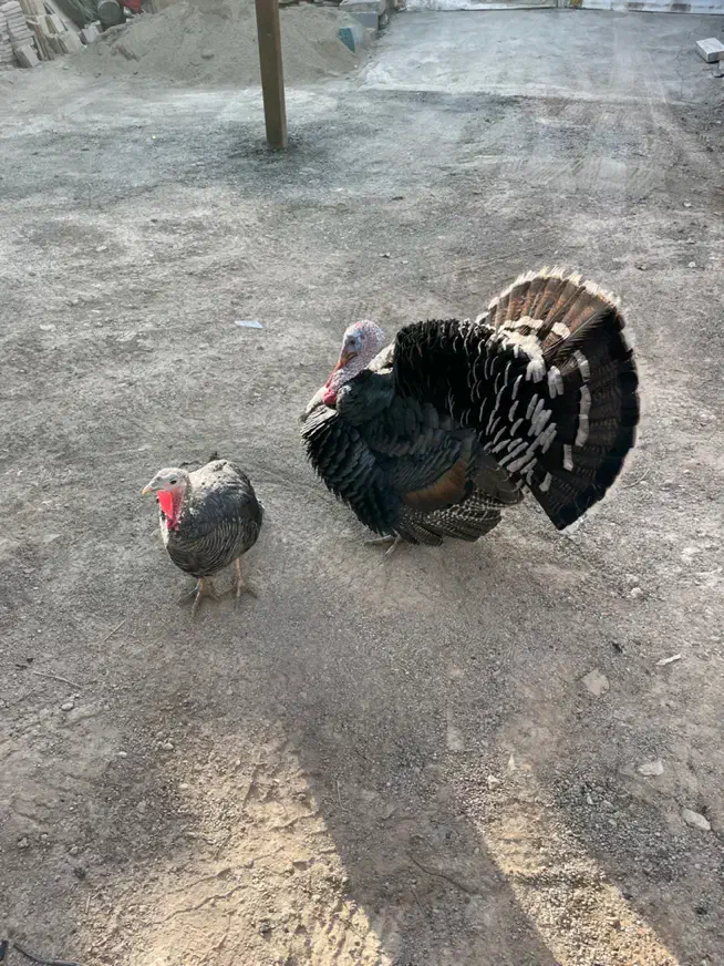 بوقلمون نر و ماده|حیوانات مزرعه|تهران, خلازیر|دیوار