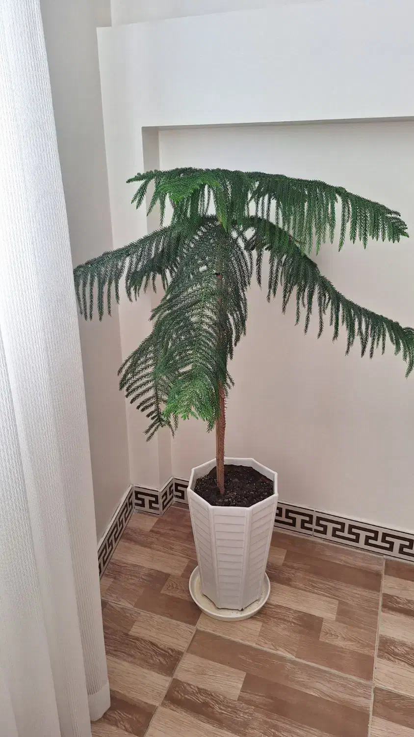 گل آپارتمانی|گل و گیاه طبیعی|کرج, اصفهانی‌ها|دیوار