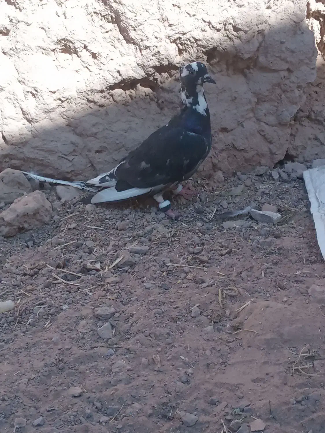 کفتر|پرنده|تایباد, |دیوار