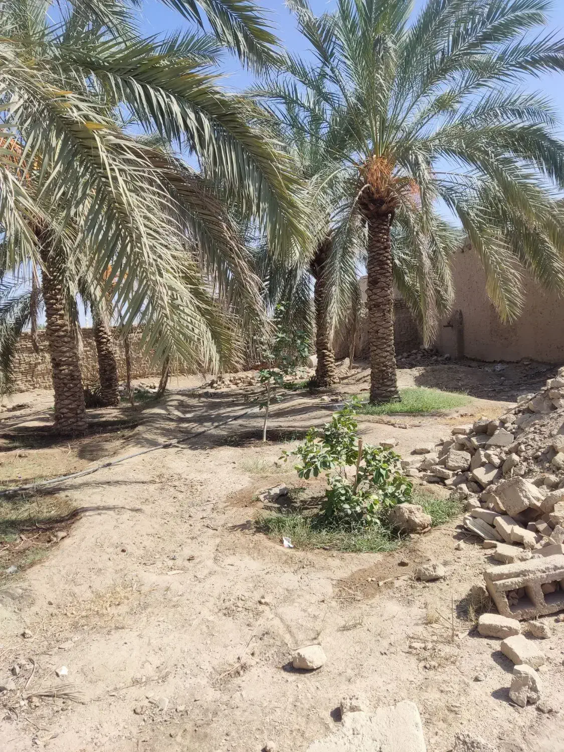 فروش باغ|فروش زمین و ملک کلنگی|سراوان, |دیوار