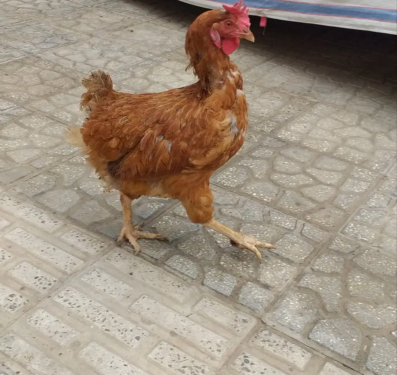 مرغ جوان محلی|حیوانات مزرعه|هشتگرد, قاسم آباد بزرگ|دیوار