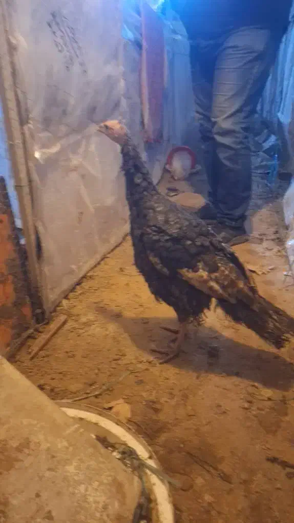 بوقلمون برنزه، پوبون|حیوانات مزرعه|شهریار, حصار ساتی|دیوار