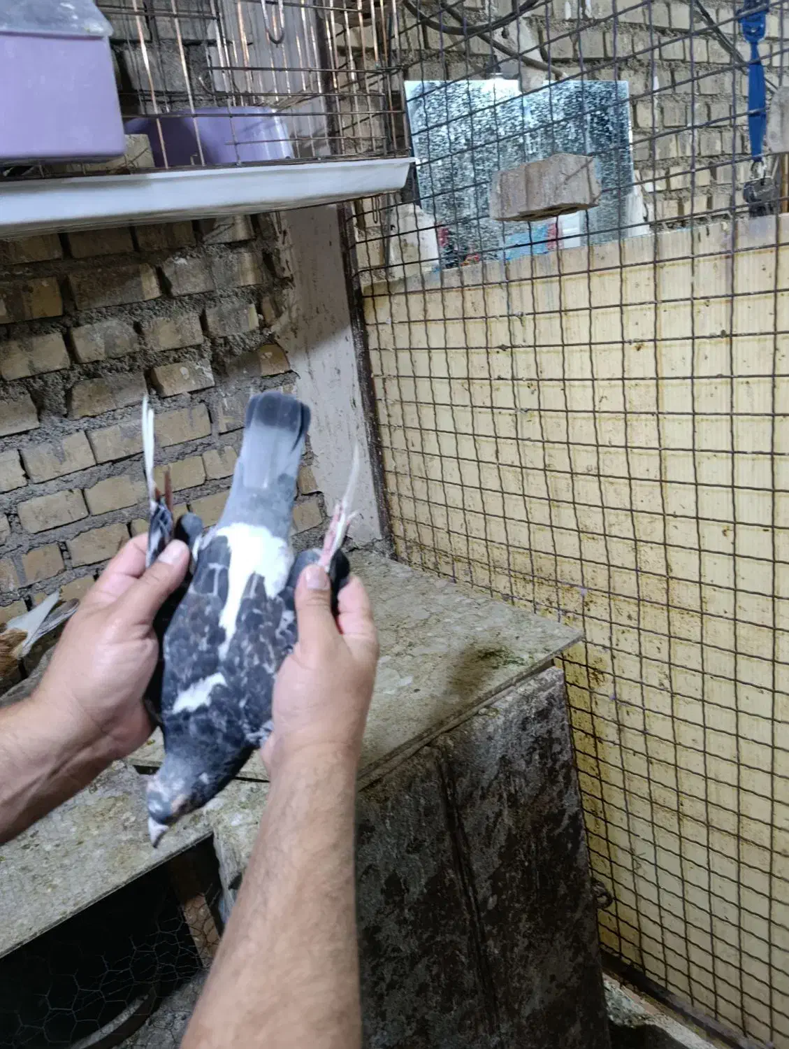 کبوترجان اردن نردرجه یک|پرنده|اهواز, کوی مندلی(سه راه خرمشهر)|دیوار