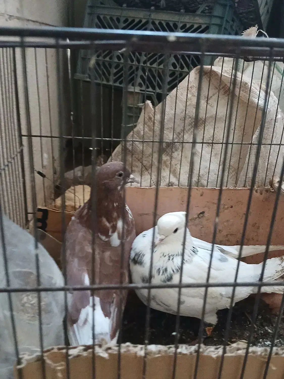 کفتر|پرنده|فرمهین, |دیوار