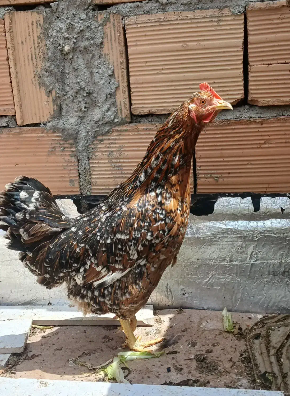 مرغ|حیوانات مزرعه|مرند, |دیوار