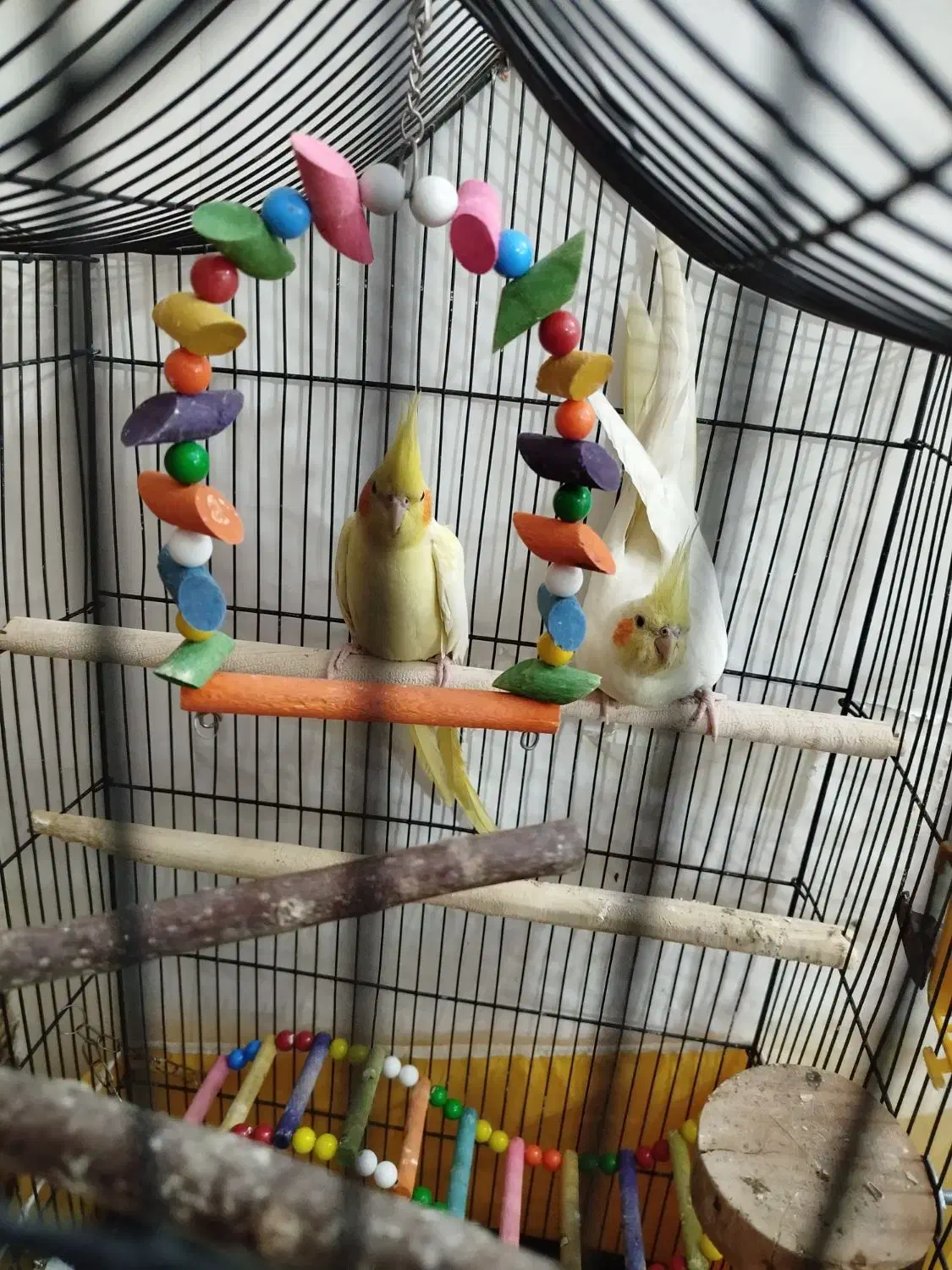 جفت عروس هلندی لوتینو|پرنده|مشهد, انقلاب|دیوار