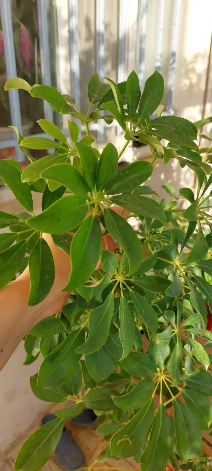 شفلرای بزرگ و سالم|گل و گیاه طبیعی|سردرود, |دیوار