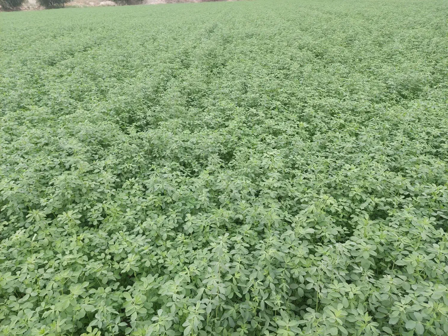 فروش یونجه سبز|خوردنی و آشامیدنی|رامهرمز, |دیوار