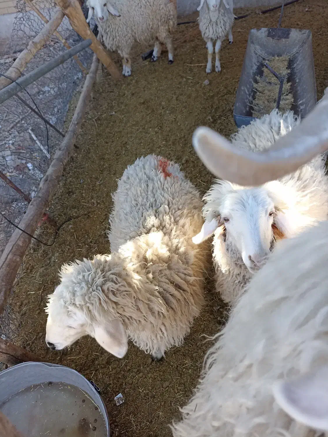 گوسفند.بره.کره.محلی|حیوانات مزرعه|بردسیر, |دیوار