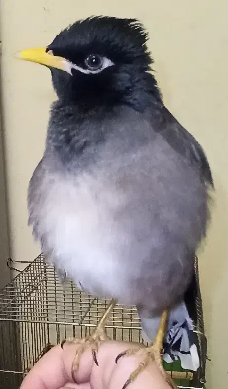 مینا سخنگو|پرنده|قم, چهار مردان|دیوار