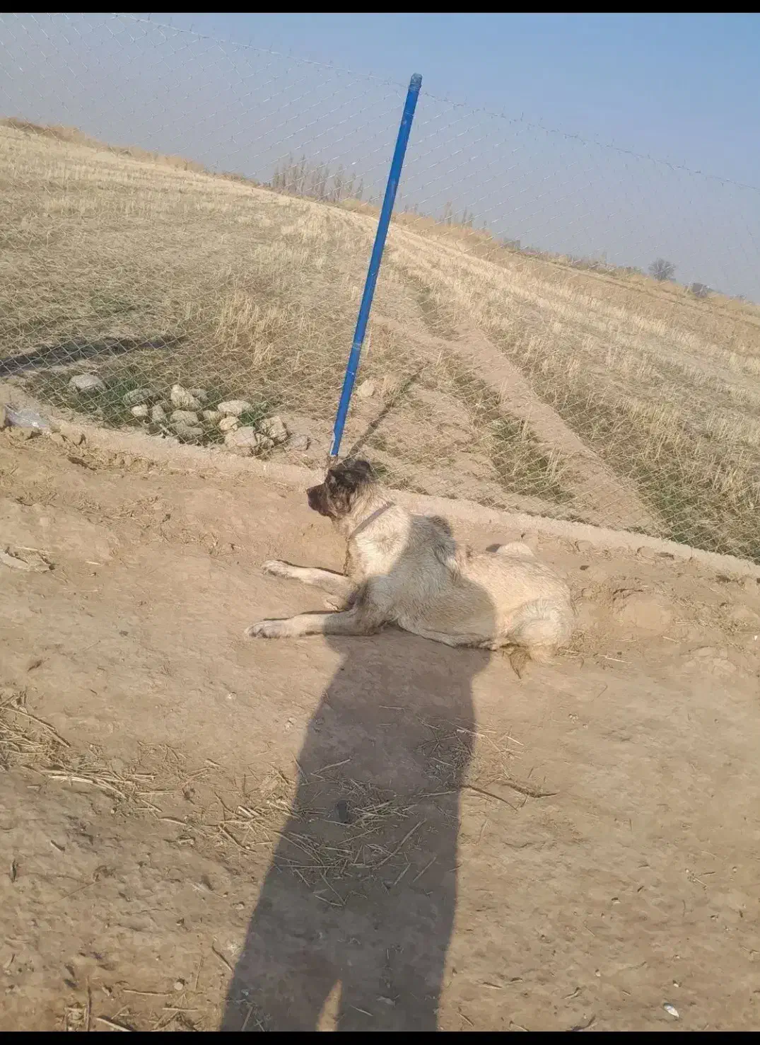 سگ سرابی ماده|سگ|شوط, |دیوار