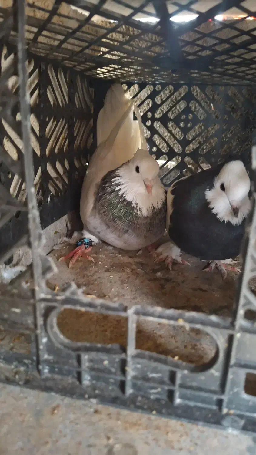 کبوتر طوقی|پرنده|دهدشت, |دیوار