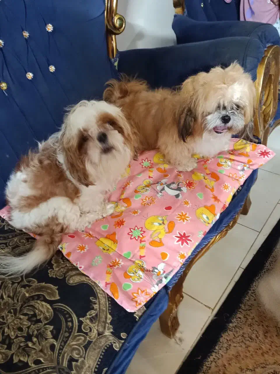 یک جفت سگ شیتزو ( نر و ماده )|سگ|فولادشهر, مسکن مهر فولادشهر|دیوار