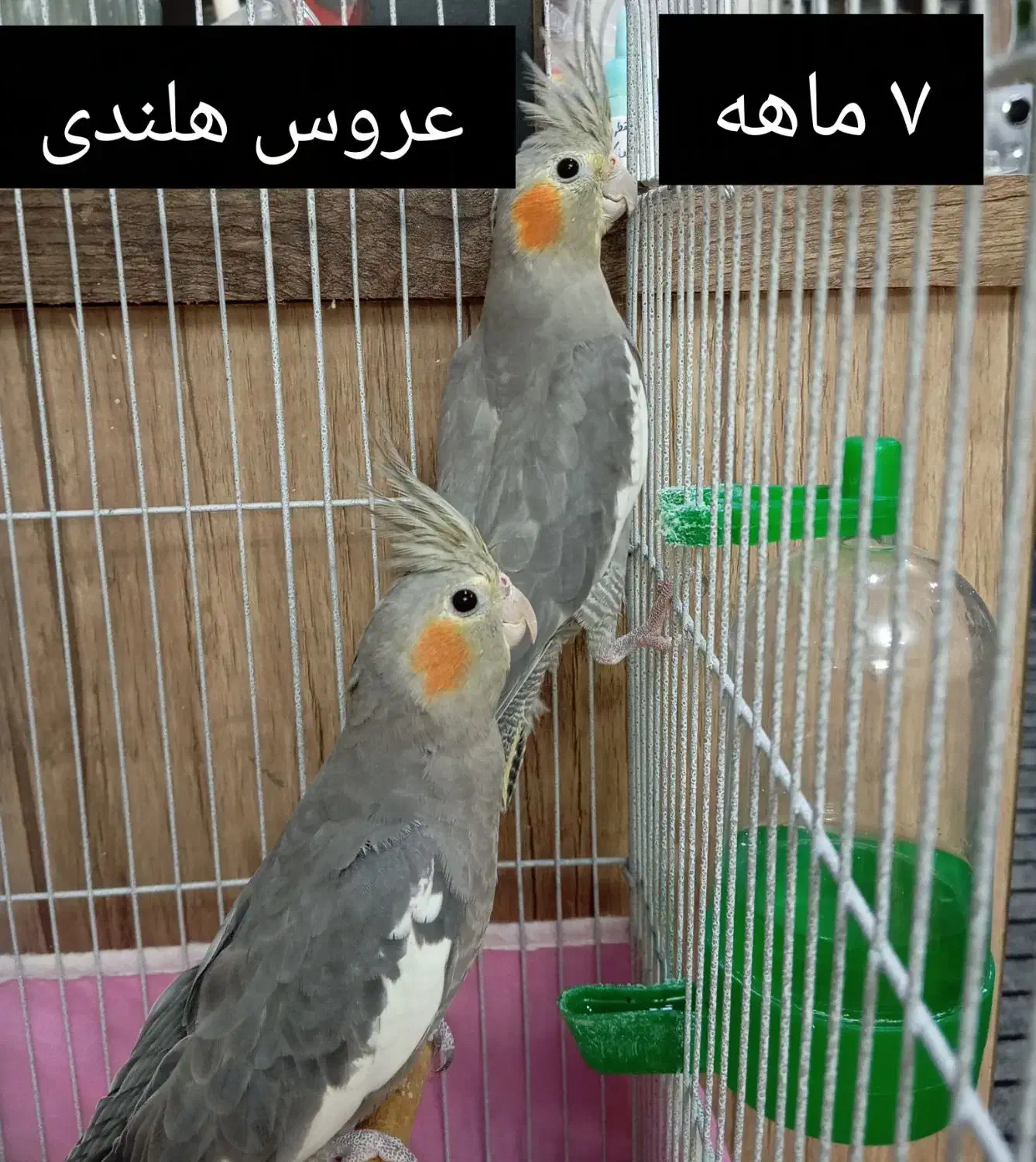 یک جفت عروس هلندی|پرنده|تهران, جوادیه تهرانپارس|دیوار