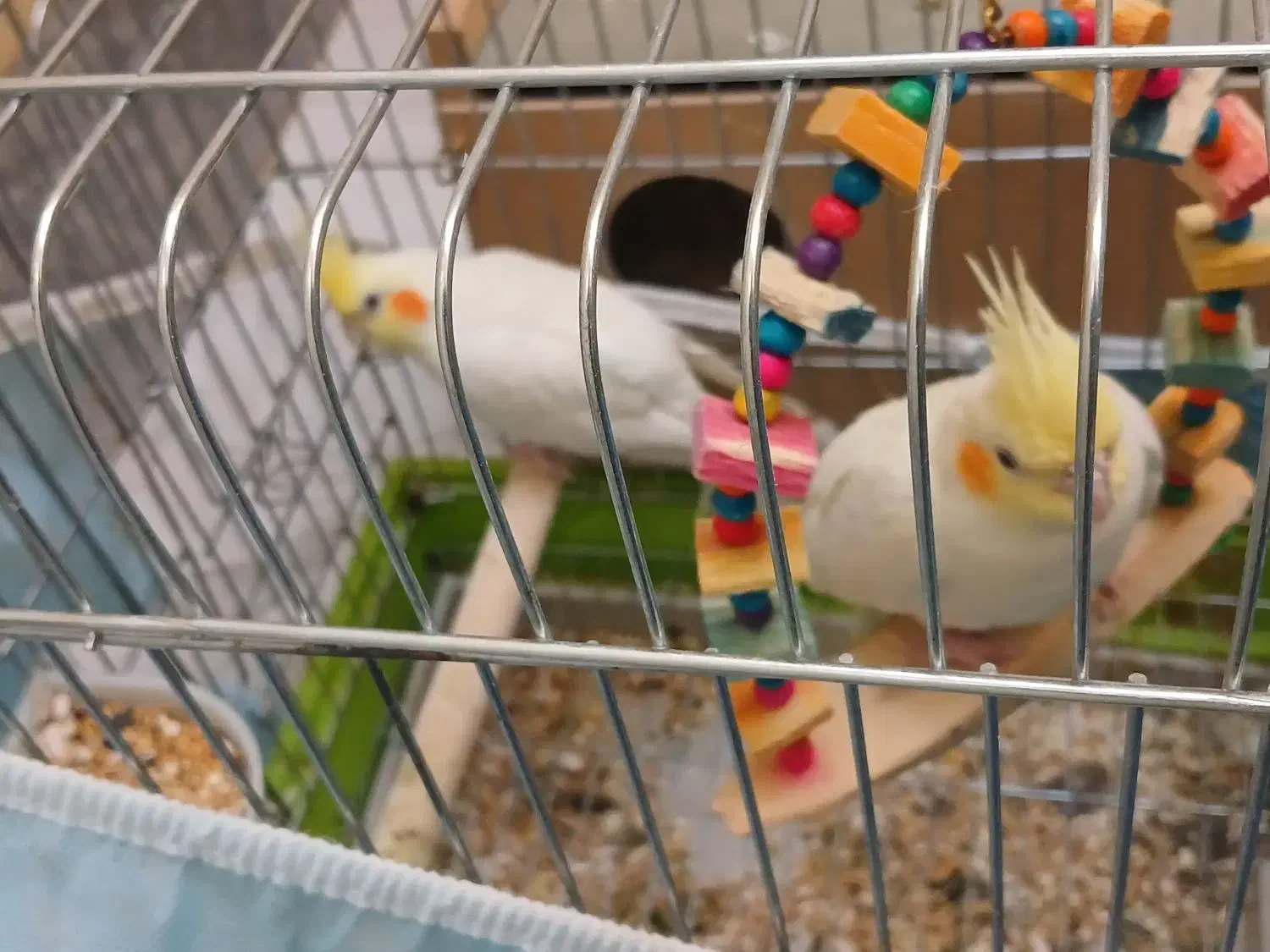 عروس هلندی|پرنده|شیراز, کوشک میدان|دیوار