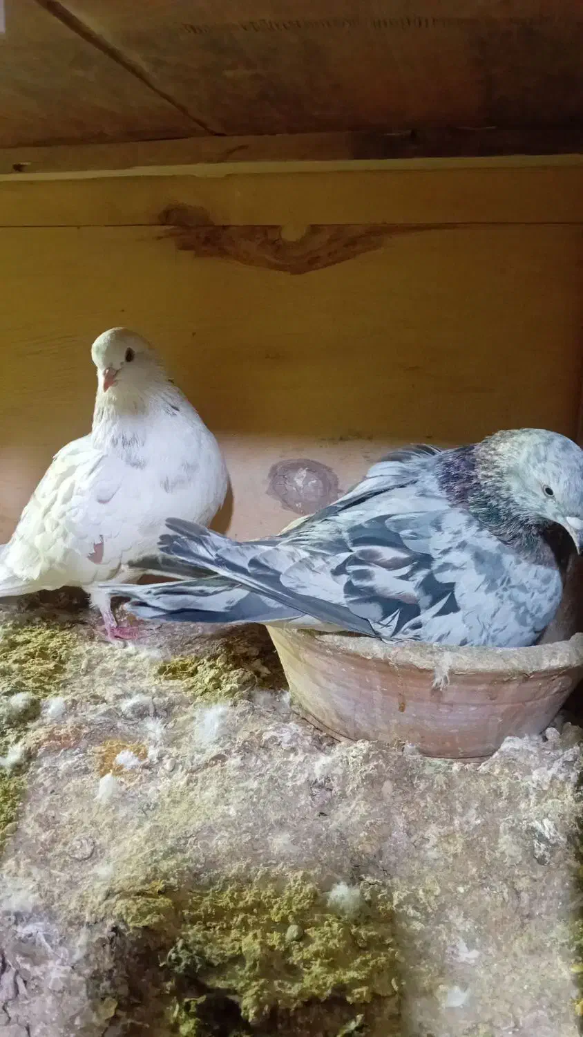 کبوتر تضمینی|پرنده|جوادآباد, |دیوار