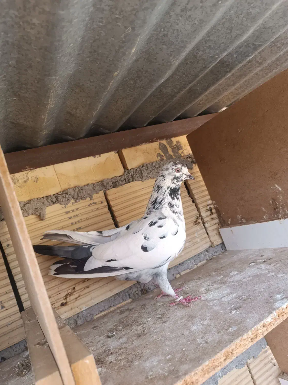 سبز وسوسکی|پرنده|سرپل ذهاب, |دیوار