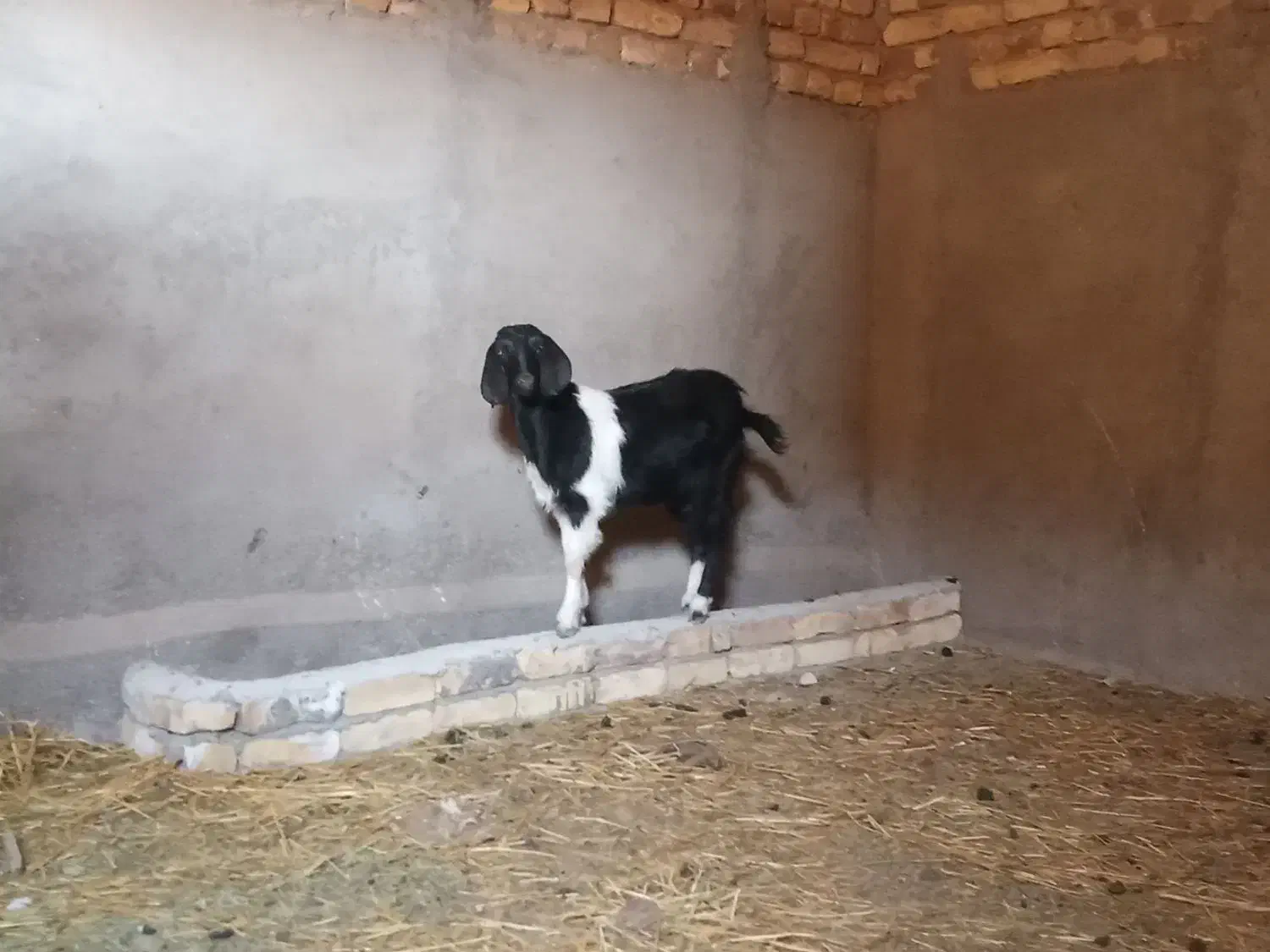 بزغاله ماده|حیوانات مزرعه|اسفرورین, |دیوار