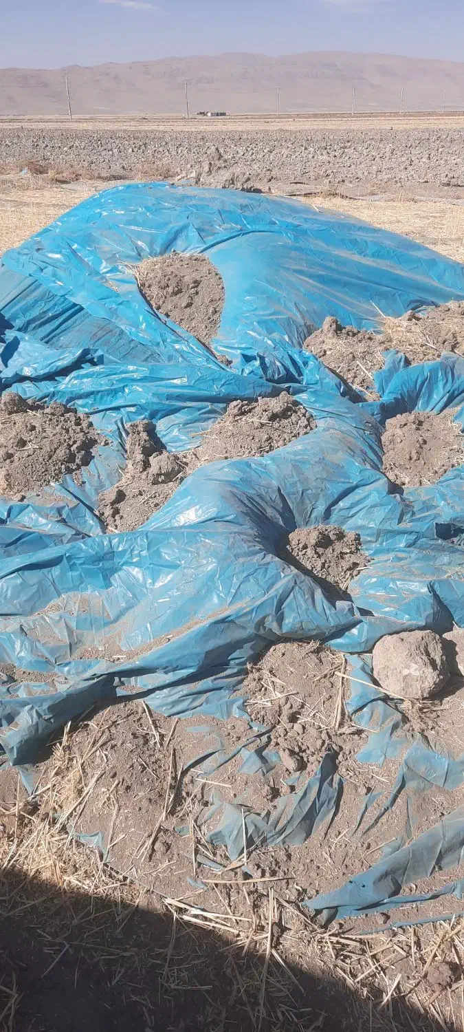 کاه لوبیای چیتی|حیوانات مزرعه|حسن آباد, |دیوار