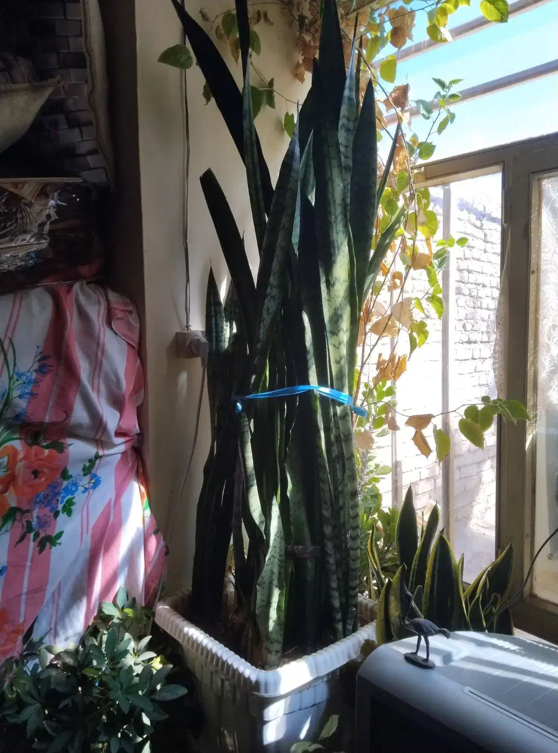 گل سانسوریا|گل و گیاه طبیعی|بن, |دیوار