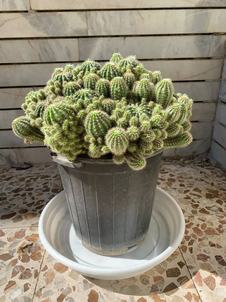 گل کاکتوس|گل و گیاه طبیعی|اصفهان, شاهد|دیوار