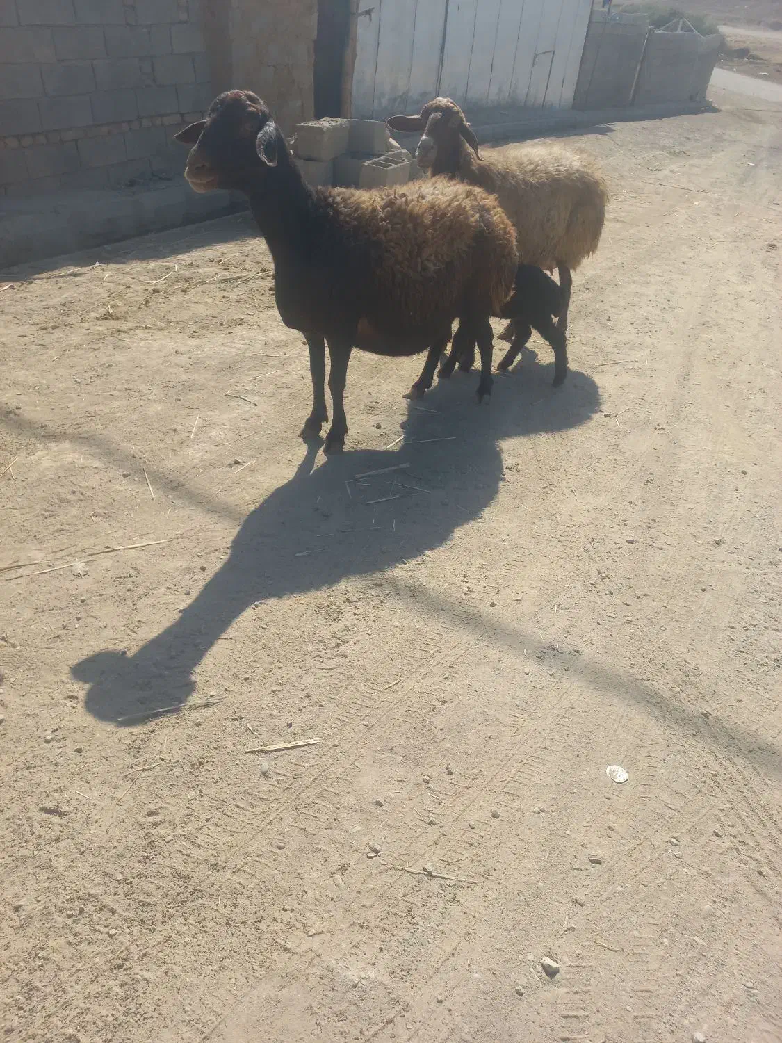 دومیش درجه یک|حیوانات مزرعه|کوهدشت, |دیوار