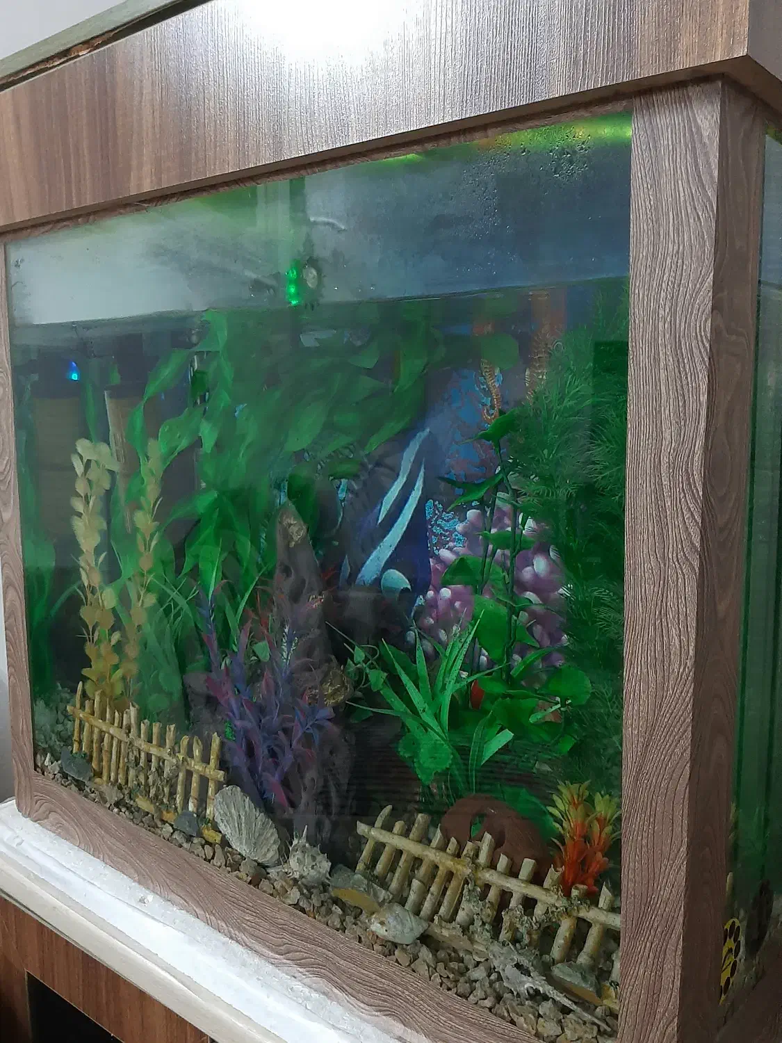 اکفاریوم|ماهی|قائم‌شهر, |دیوار