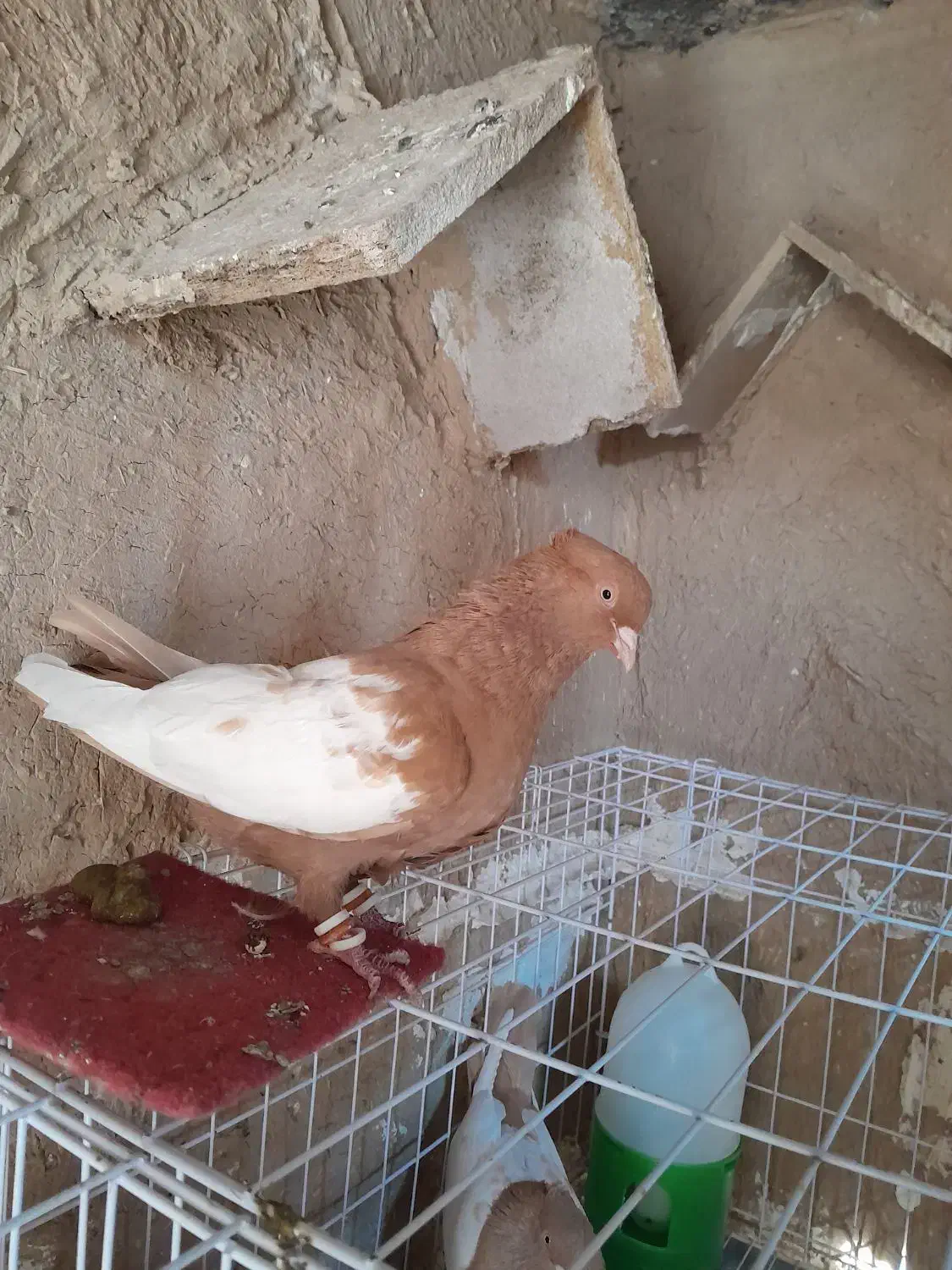 یکت سفید|پرنده|کرخه, |دیوار