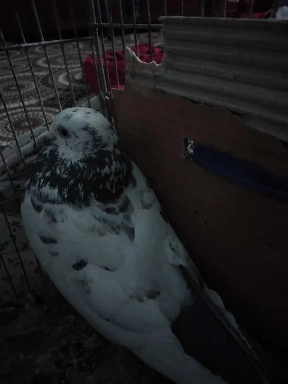 کبوتر|پرنده|اهواز, پردیس|دیوار