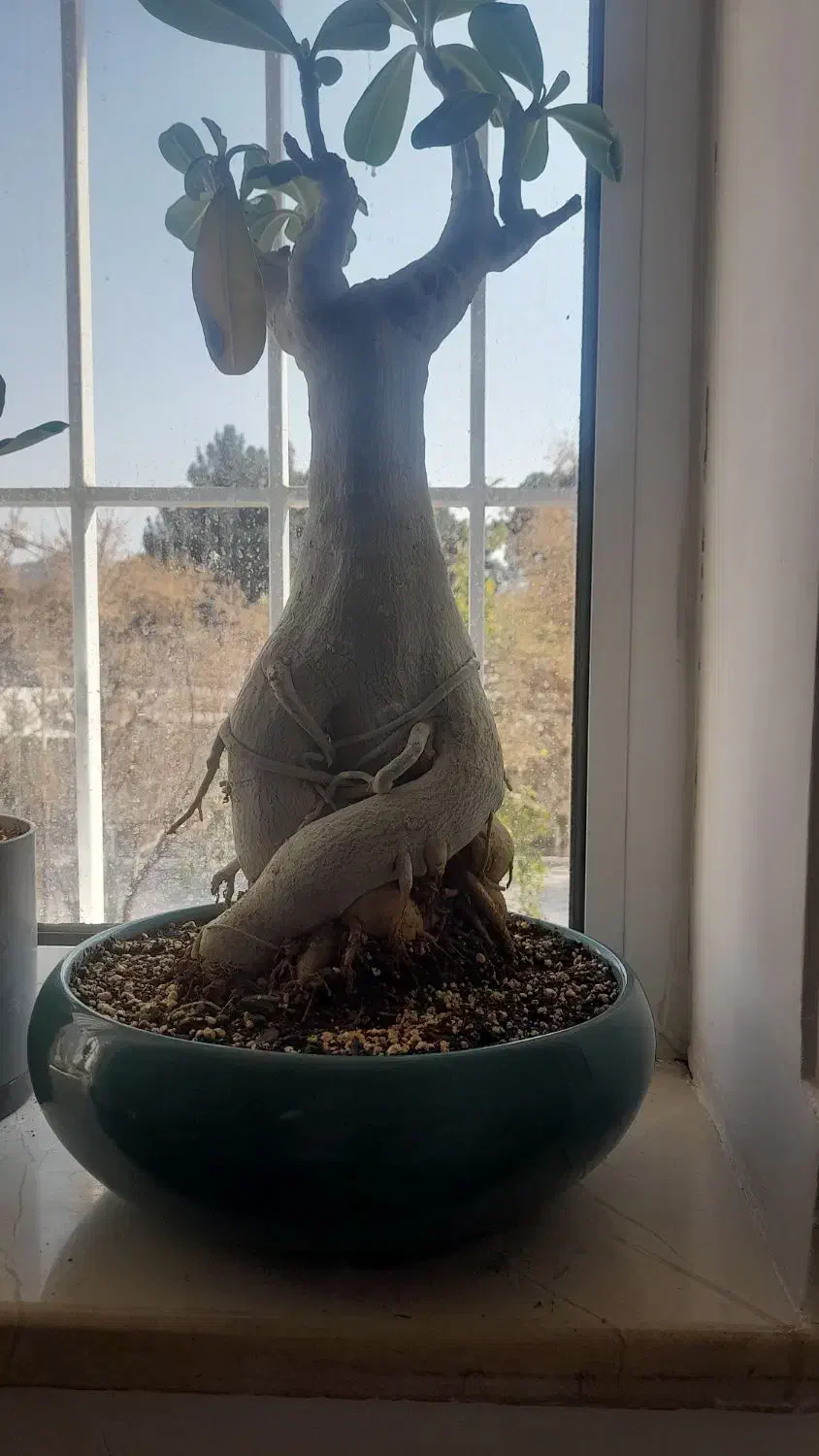 درختچه آدنیوم|گل و گیاه طبیعی|کرمان, |دیوار