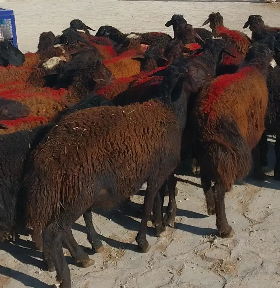 ۴۵گوسفند نر لاغر داشتی|حیوانات مزرعه|زنجان, |دیوار