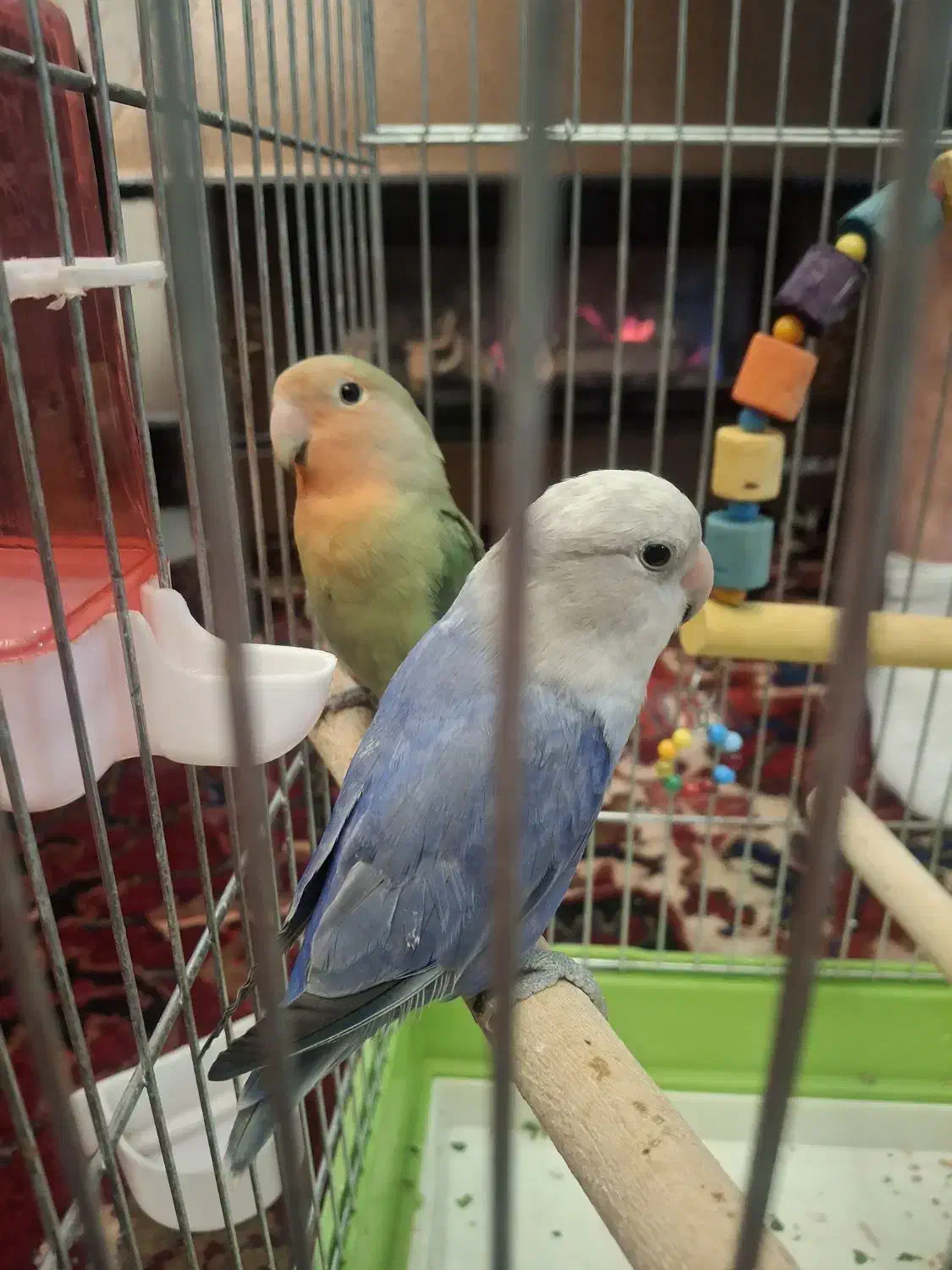 حیوانات|پرنده|ارومیه, |دیوار