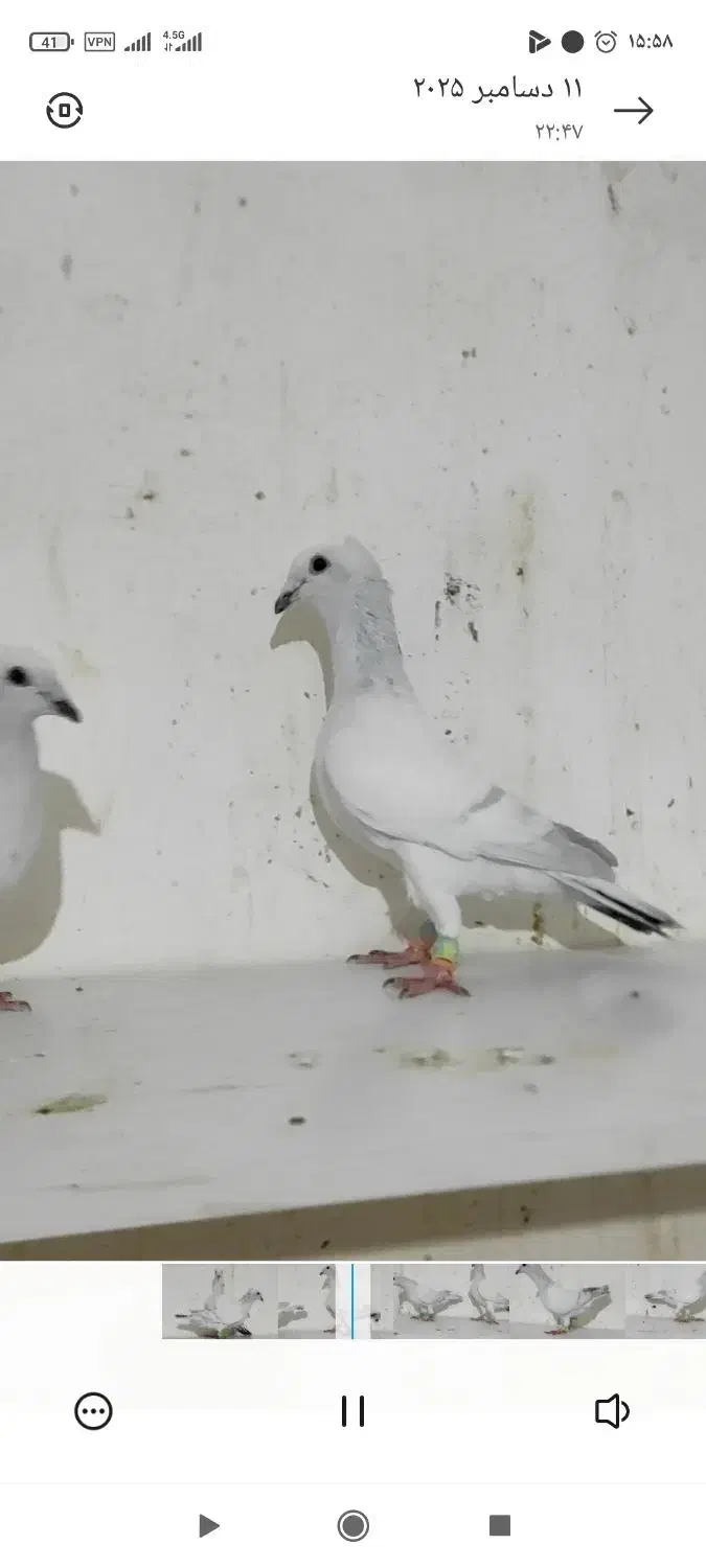 نروماده پاکستانی کاکلی کرمونی|پرنده|فرح دشت, |دیوار