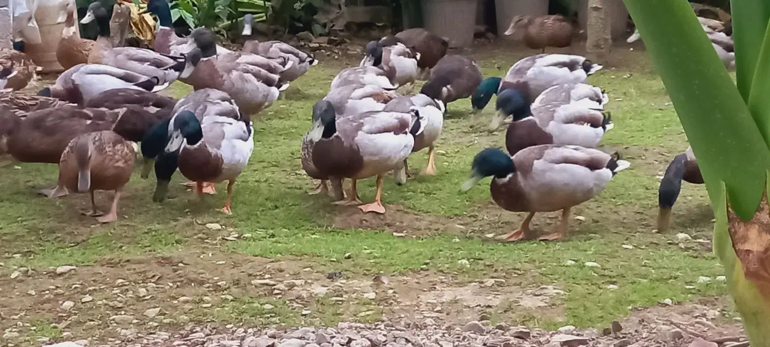 اردک (نر) پروازی اصیل فقط نر موجود|حیوانات مزرعه|رشت, شهریاران|دیوار