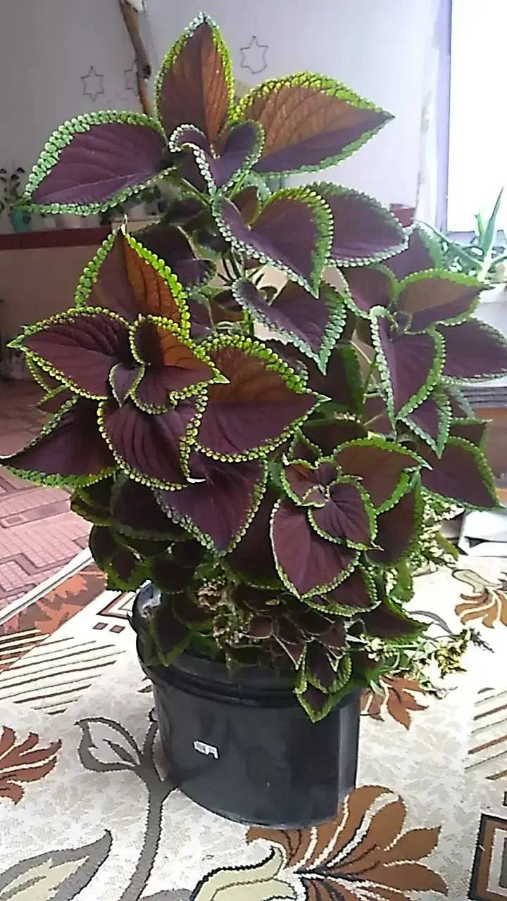 گل طبیعی|گل و گیاه طبیعی|صحنه, |دیوار