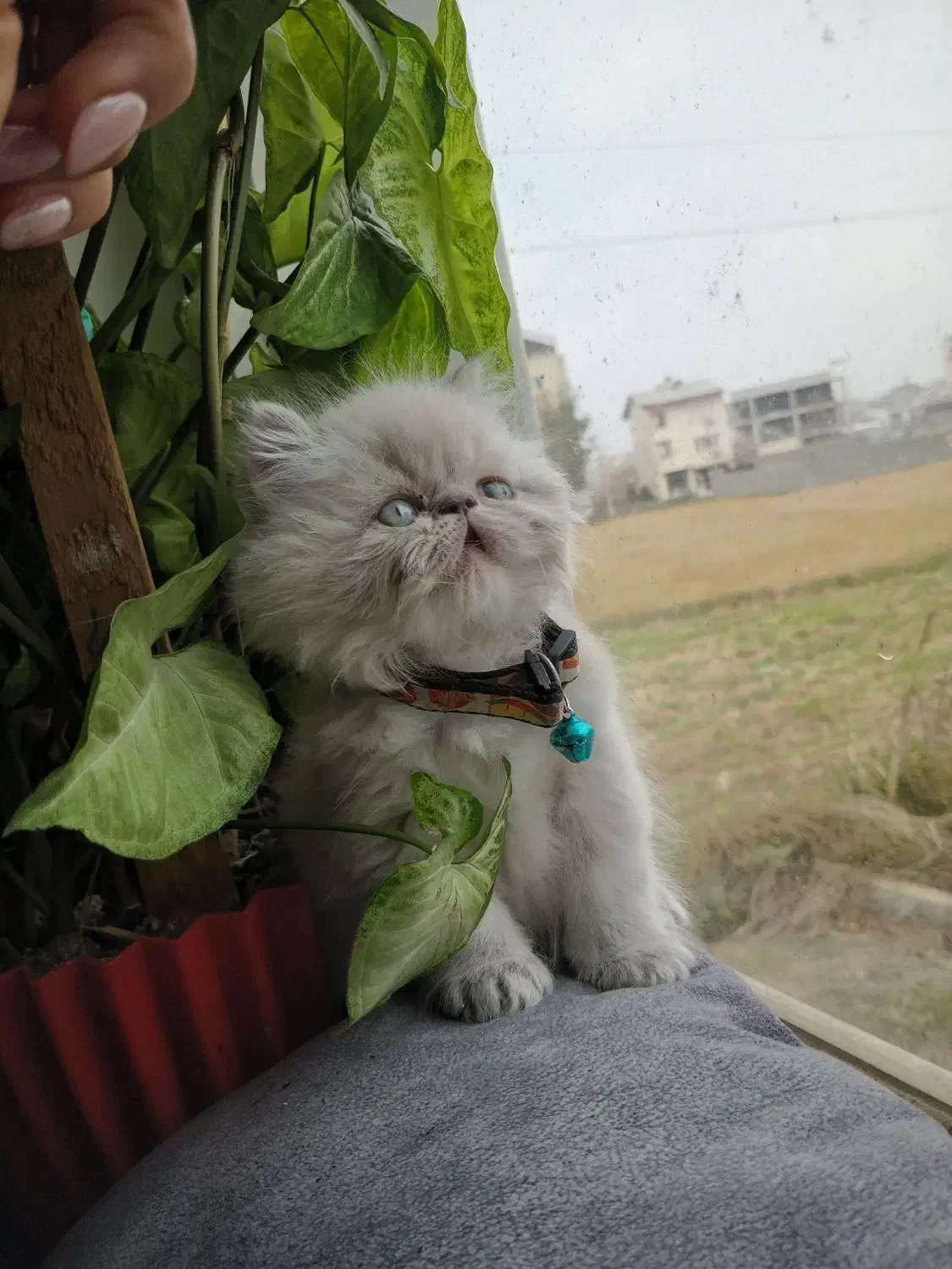 گربه پرشین نر|گربه|رشت, سعدی (تختی)|دیوار