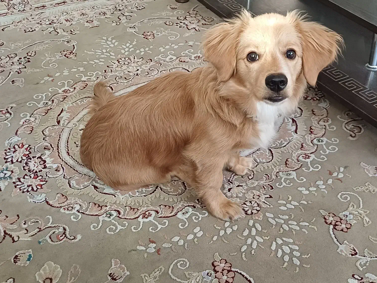 واگذاری سگ اشپیتز ۵ ماهه باهوش|سگ|فردیس, شهرک ارم|دیوار