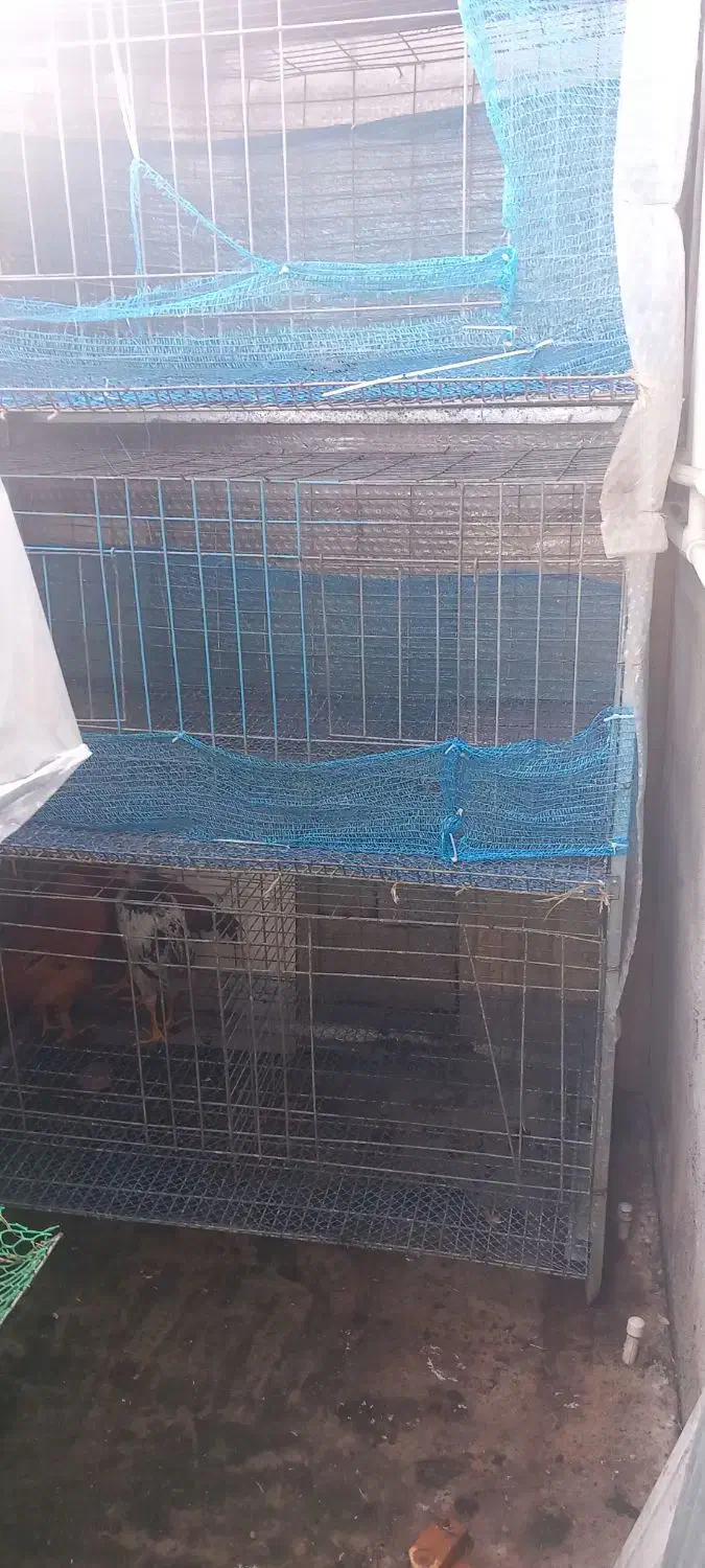 قفس مرغ و بلدرچین|لوازم جانبی حیوانات|رشت, جانبازان|دیوار