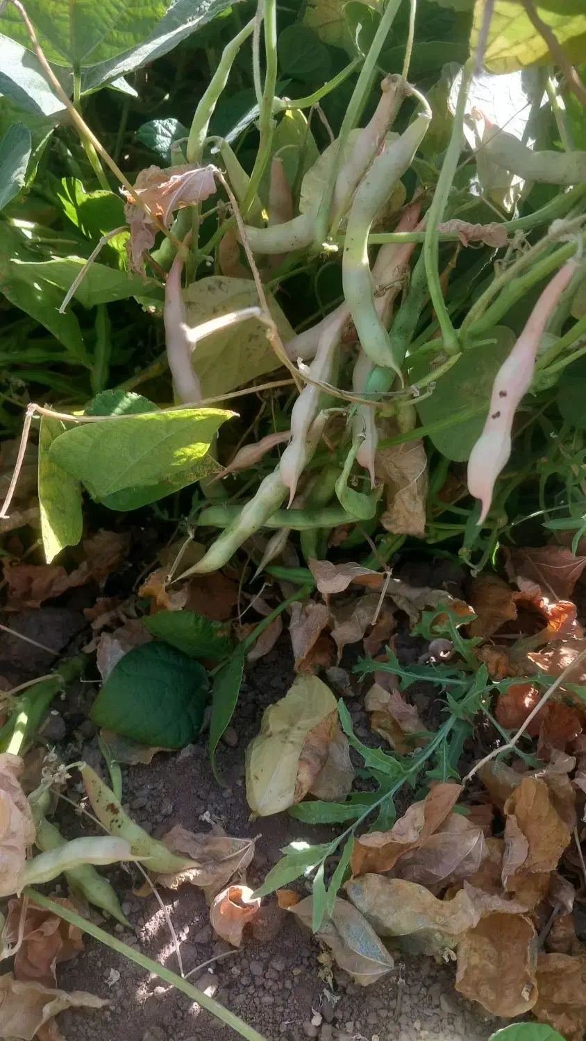 لوبیای قرمز|عمده‌فروشی|شاهنجرین, |دیوار