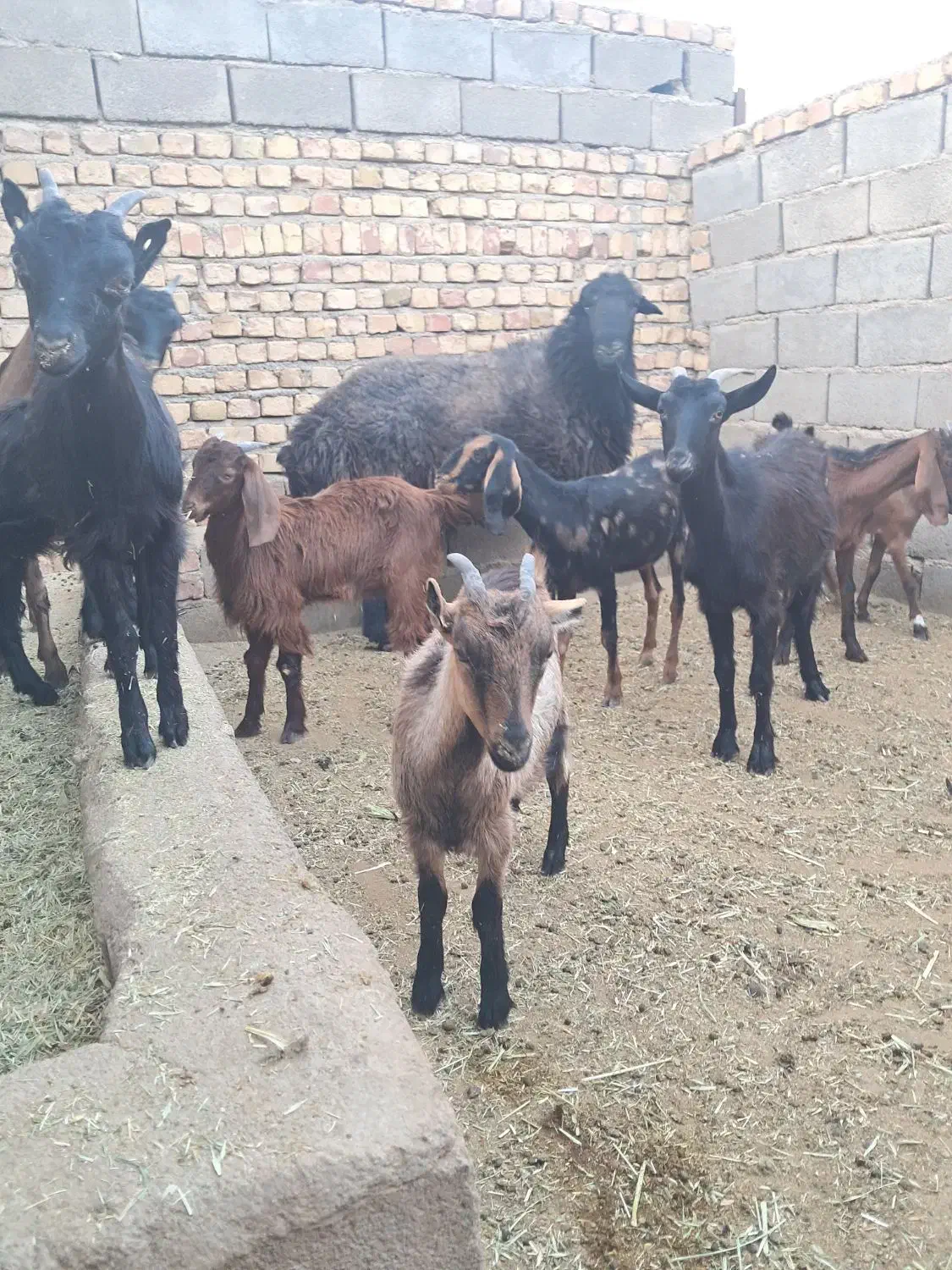 بزغاله ماده|حیوانات مزرعه|گرمسار, |دیوار