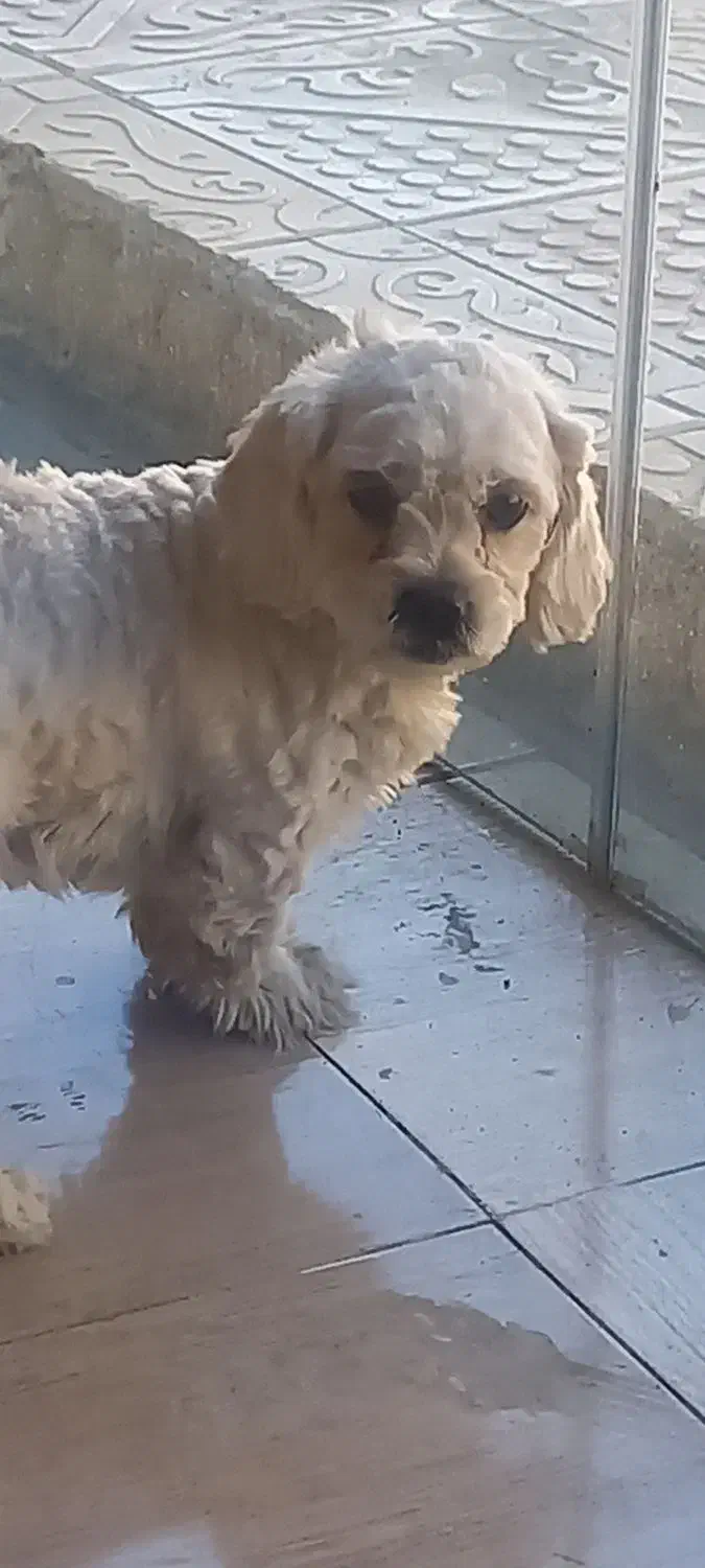 گمشده|حیوانات|سنندج, |دیوار